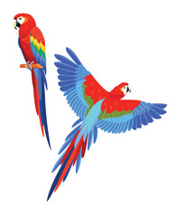 Collection of parrots. Vector illustration.