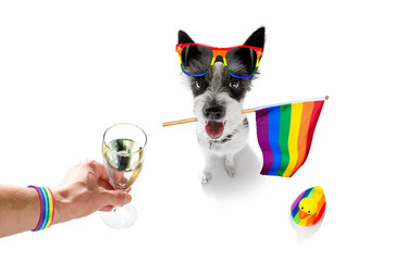 gay pride dog
