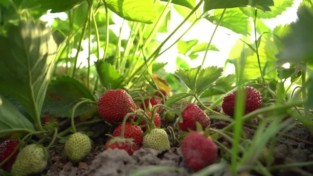 Ripe red strawberries in green leaves, fabulous picture. Strawberry plant growing in garden, macro low angle view.