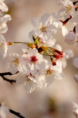 満開の桜の風景