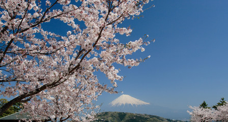 満開の桜と綺麗な富士山