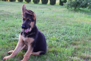 German Shepard puppy sitting on grass outdoors in summer day. Young dog as family pet.