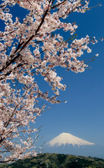 満開の桜と綺麗な富士山