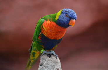 Beatiful rainbow lorikeet