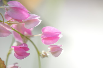 Obraz premium Pink flowers in the garden,select focus