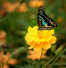 Butterfly and flower