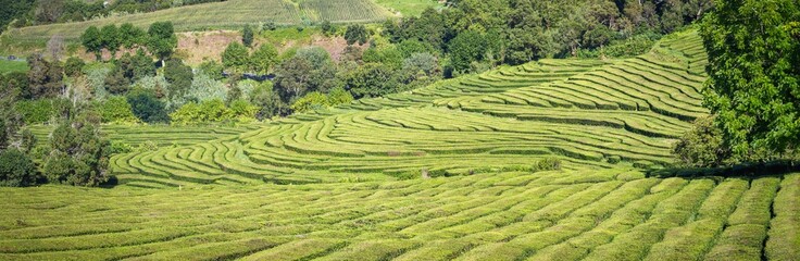 Tea plantations, unique in Europe, Portugal, Sao Miguel island, Portugl