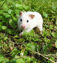 White Syrian Hamster in Nature