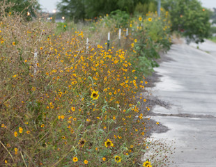 yellow flowers in the garden