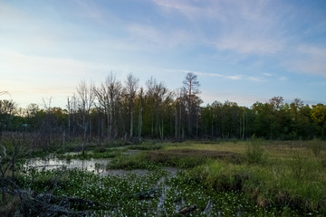 Obraz premium View of marshy area on the edge of a Northwoods forest at sunset