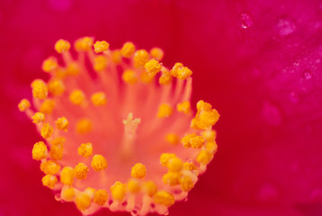 咲いている花の芯のアップ写真