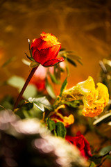 Roses and Flowers with golden Background