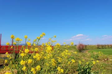 風景　春　渡良瀬　空　田舎　菜の花　杤木