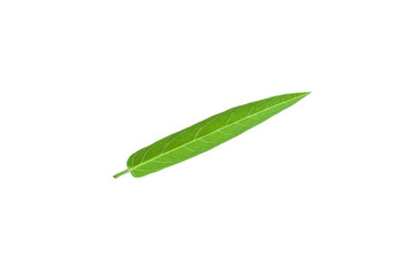 Isolated of green leaf collection on white background and clipping path.Image.