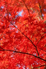 綺麗な秋の紅葉