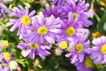 Obraz premium OLYMPUS DIGITAL CAMERA