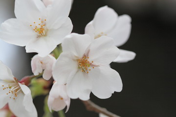 春の桜の花