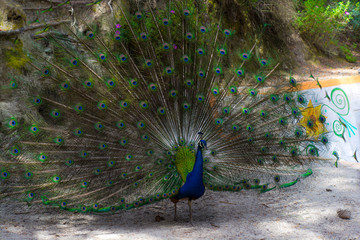 Plakat bright beautiful peacock with straightened colorful tail 