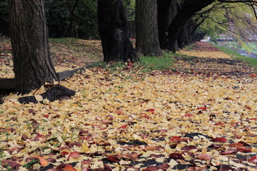 秋の公園の散策道の落ち葉