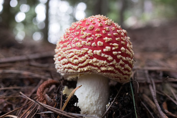 Toadstool