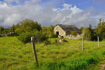 Bergerie dans les causses des Cévennes à Saint-Georges-de-Lévéjac (48500 Massegros Causses...