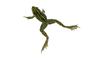 Common green frog isolated on white background. View from above