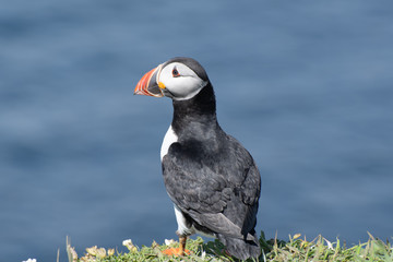 Puffin looking over cliff edge