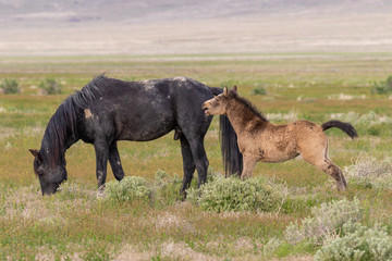 Fototapeta na wymiar Wild Horse Foal and Stallion