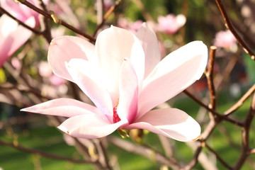 Fototapeta premium TTphoto