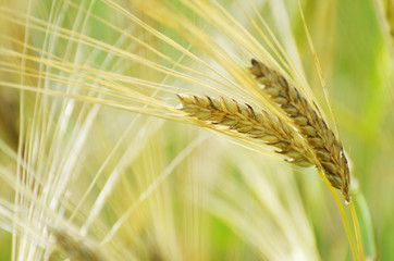 Wheat field. Ears of young wheat close up. Rural photo
