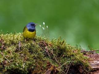 Mourning Warbler Perched on Log Covered in Moss on Green Background in Spring