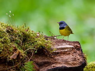 Mourning Warbler Perched on Log Covered in Moss on Green Background in Spring