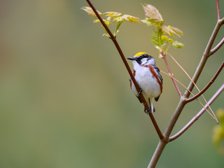 Chestnut-sided Warbler Perched in Tree in Spring