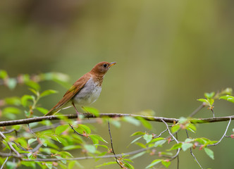 Veery Perched on a Tree Branch in Spring