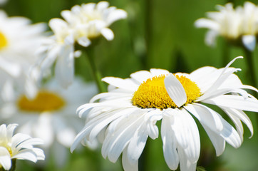Close-up daisy field,photo