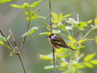 Chestnut-sided Warbler Perched in Tree in Spring