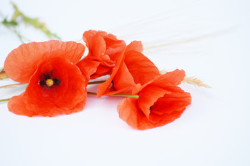 Red poppy isolated on white background, photo for printing and typography,banners and designs 