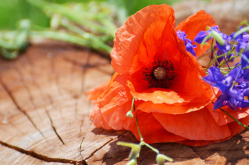 Red poppy  on wooden background, photo for printing and typography,banners and designs 