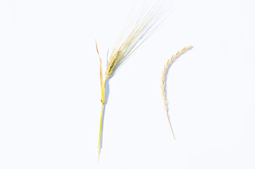 Ears of wheat isolated on white background,organic grain,photo