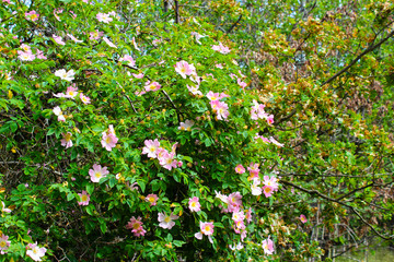 Fototapeta premium flowers in garden