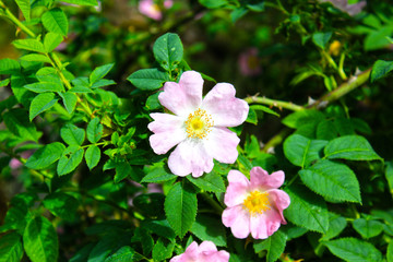 pink flowers in garden