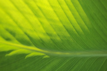 Green leaf, close-up, backgrounds, textures.