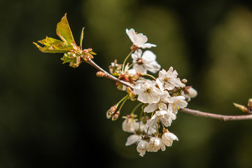 Cerisier en fleur