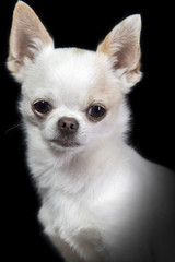 Portrait of a white chihuahua dog on a black background.