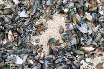 Top view Shells Perna viridis on the sand.