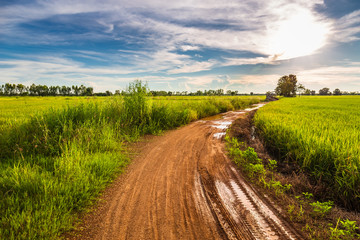 Road After Rain in the Field