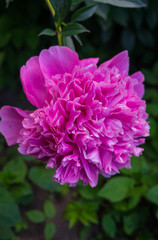 Luxurious bud of pink peony in the midst of green leaves.