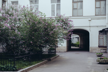 Fototapeta na wymiar Lilac bushes with an old empty yard