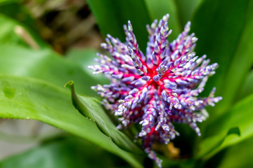 Ananas comosus flower : Bromeliad (Vriesea) tropical plant.