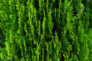 Closeup of green leaves of Thuja trees. Green Thuja occidentalis Columna texture macro. Evergreen coniferous tree, Platycladus orientalis, Chinese thuja, Ori background